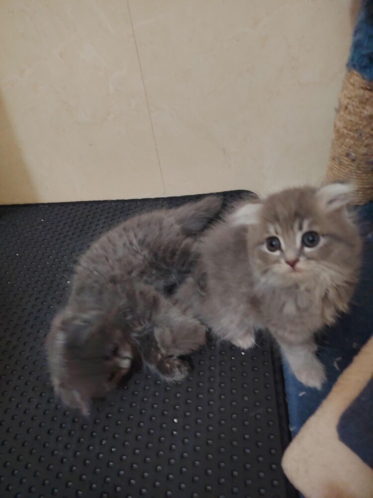 Scottish fold kittens - 13