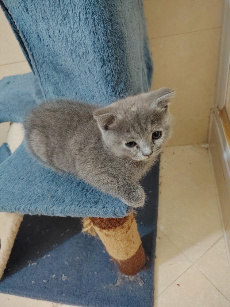 Scottish fold kittens - 12