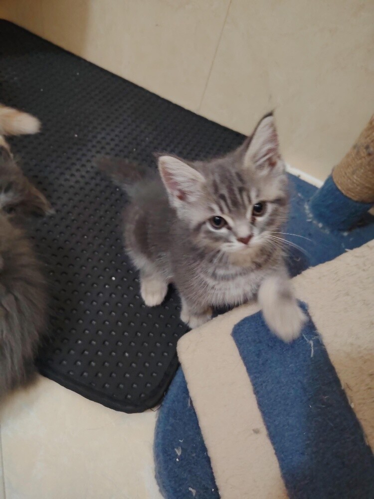 Scottish fold kittens - 10