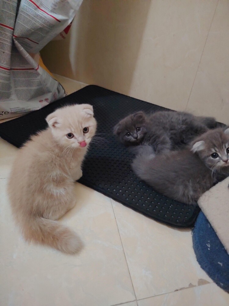 Scottish fold kittens - 8