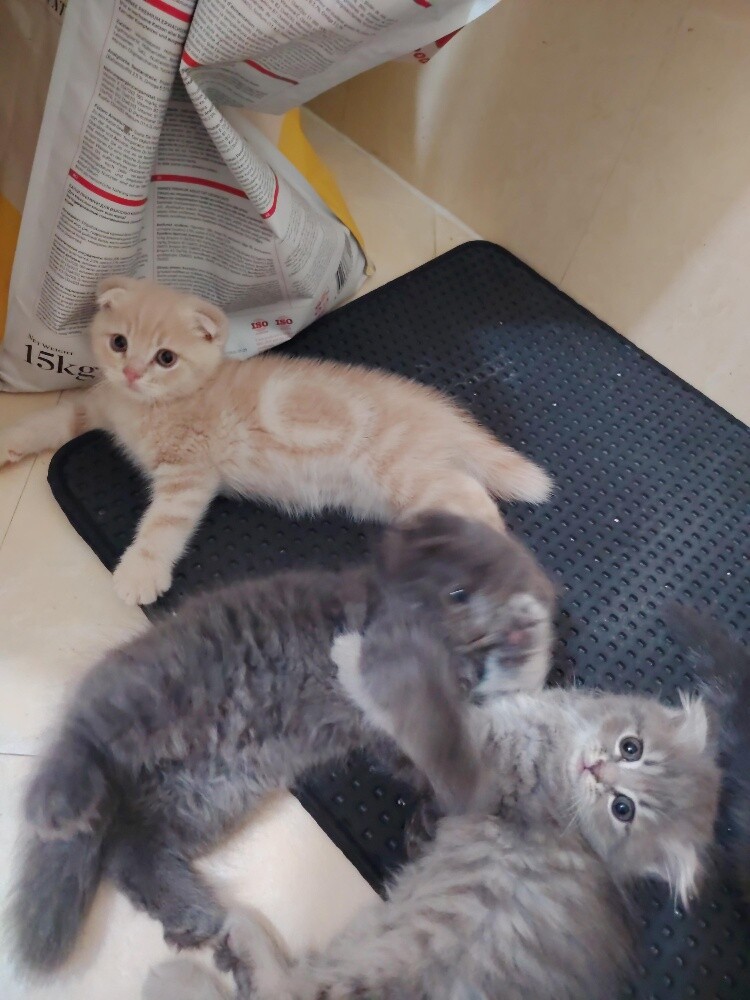 Scottish fold kittens - 7