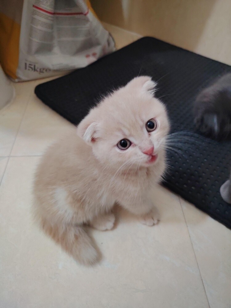 Scottish fold kittens - 9