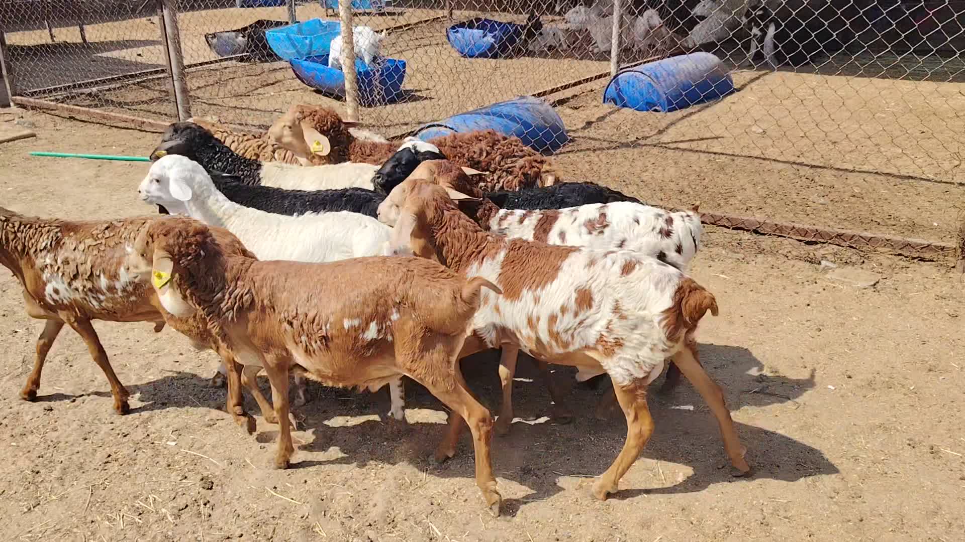 للبيع طليان زبذه فل إنتاج العزب - 1