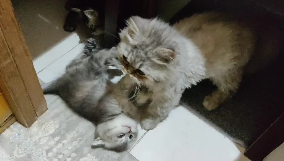 1 Persian 1 British shorthair - 3