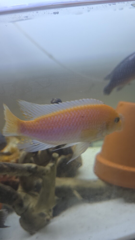 fish for sale - 4