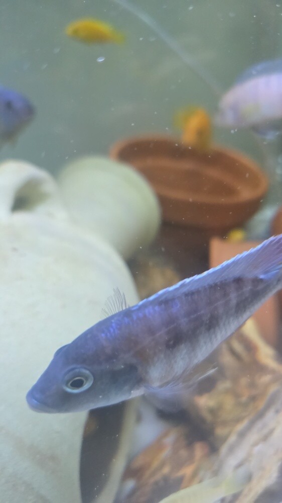 fish for sale - 7