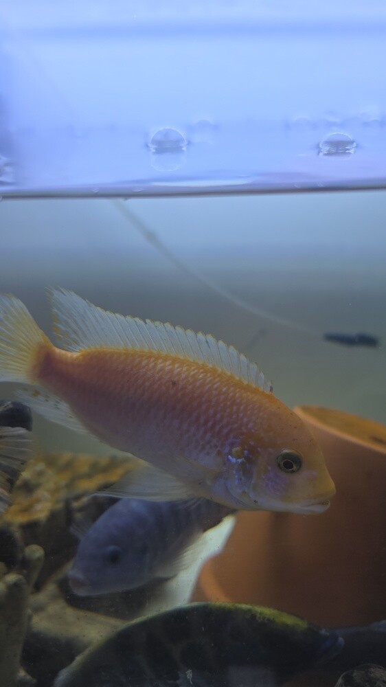 fish for sale - 6