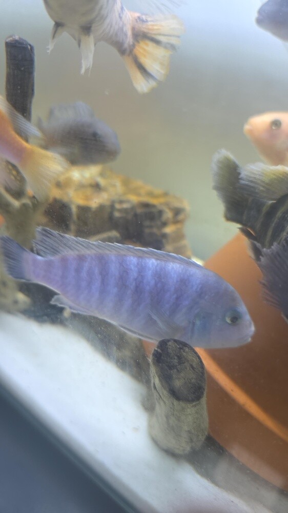 fish for sale - 3