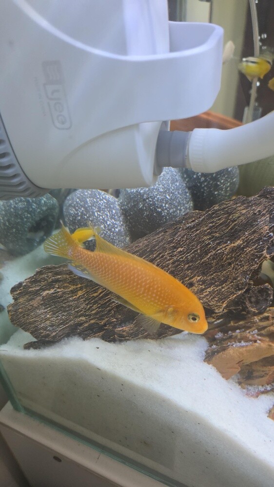 fish for sale - 5