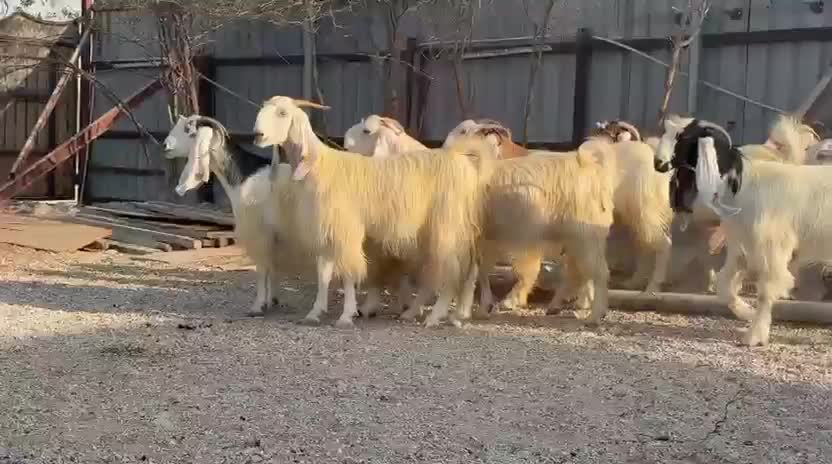 معزا بيض وبرص وملاوين - 1