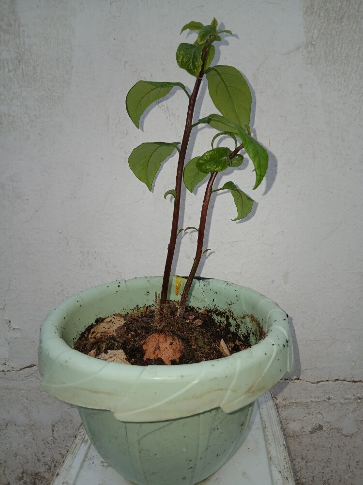 شجرة افوكادو - 4