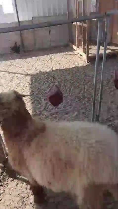خروف سوري طيب - 1