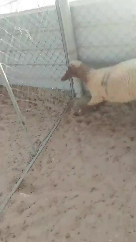 خروف سوري عمره حول خمس شهور  - 1