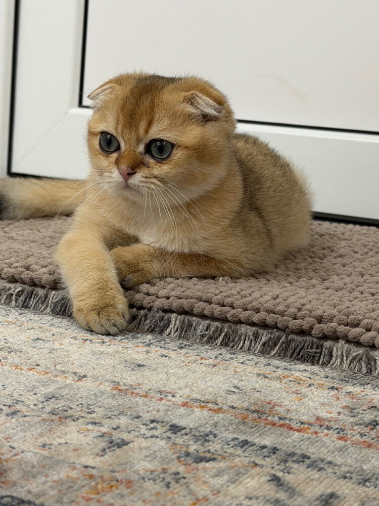 A male Scottish cat. - 3