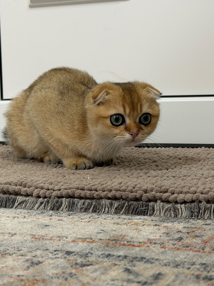 A male Scottish cat. - 2