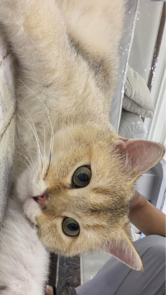 goldie - 1