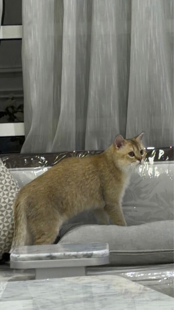 goldie - 3
