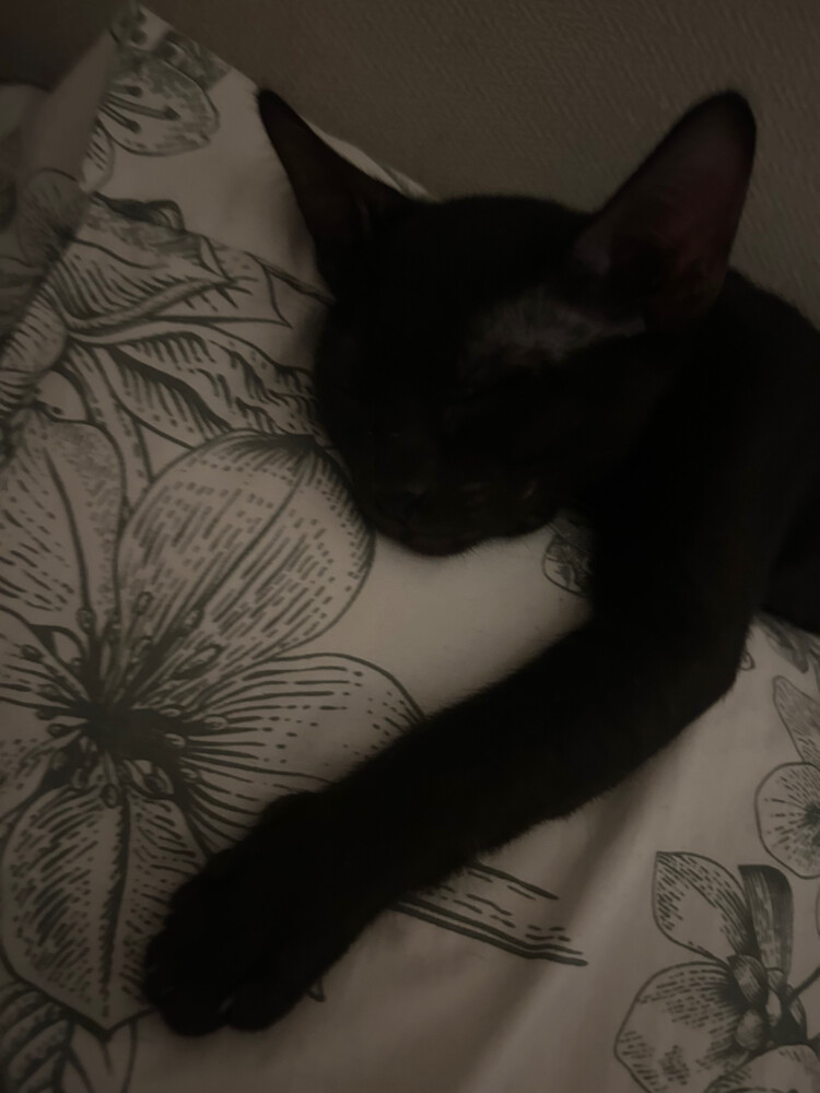 Black kitten for adoption - 2