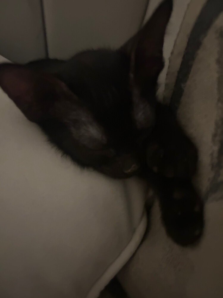 Black kitten for adoption - 4