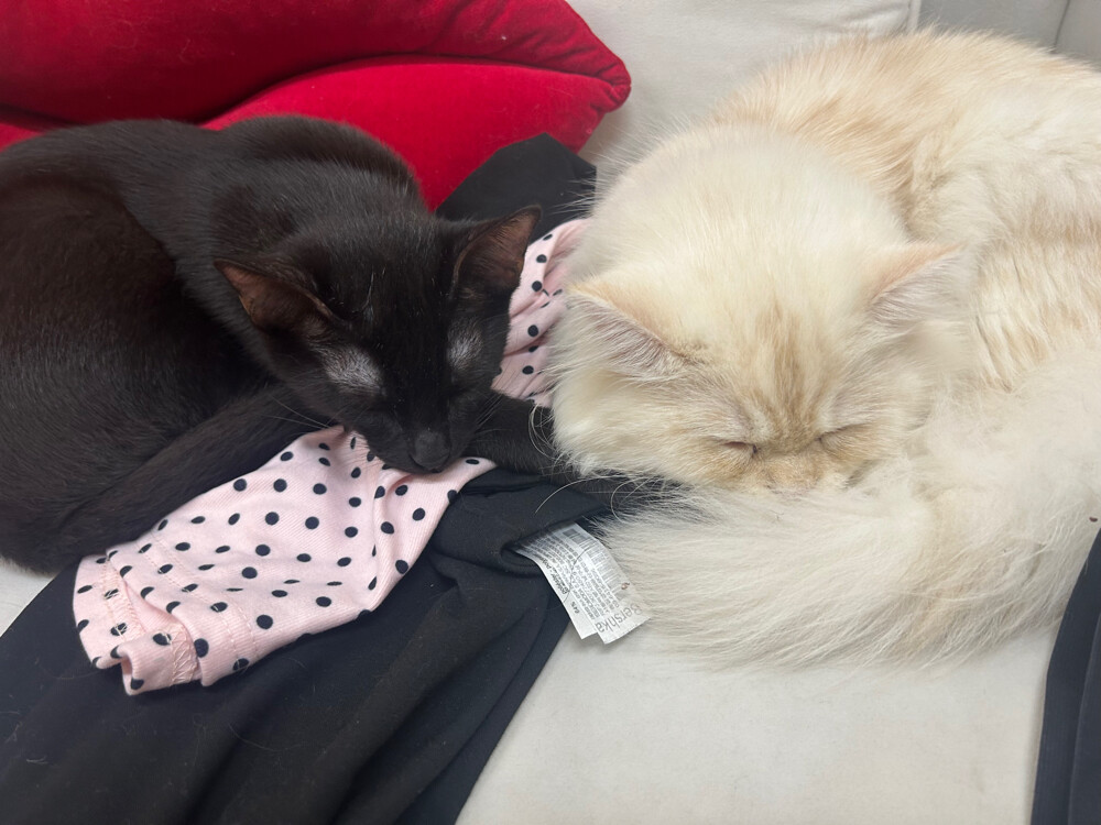 Black kitten for adoption - 3