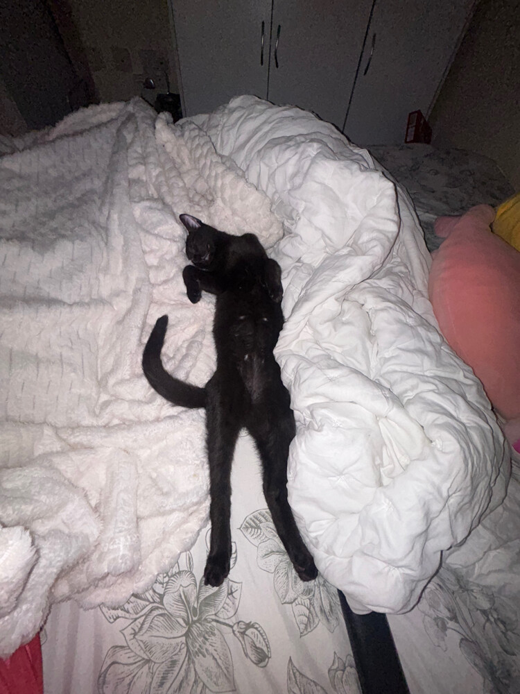 Black kitten for adoption - 5