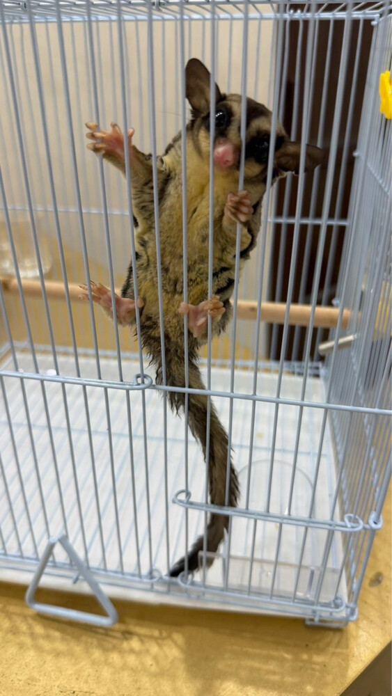 سنجاب - 3