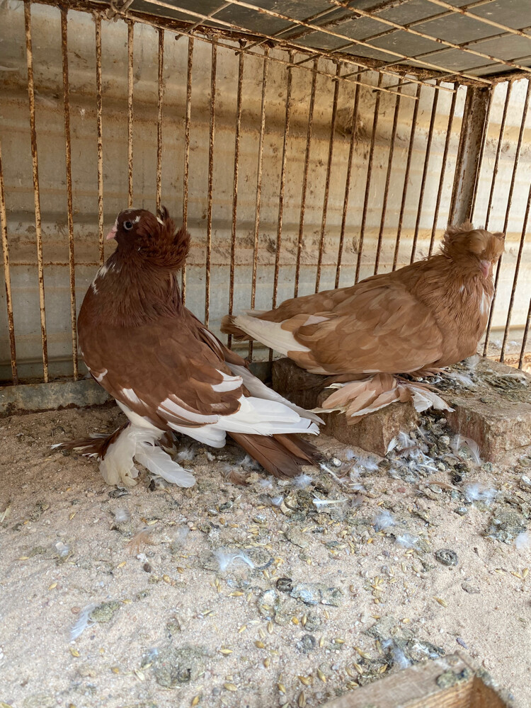 جوز هنقاري جامبو - 5