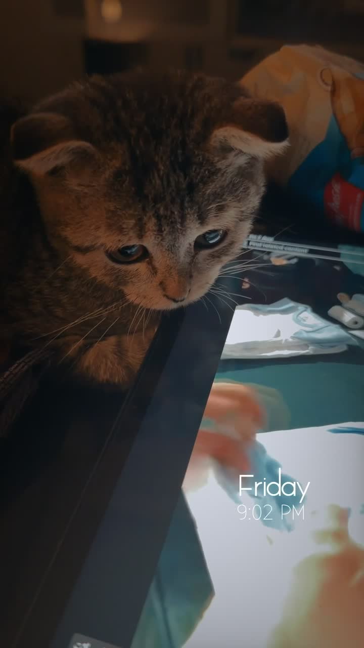 boy cat - 5