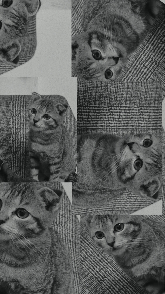boy cat - 4