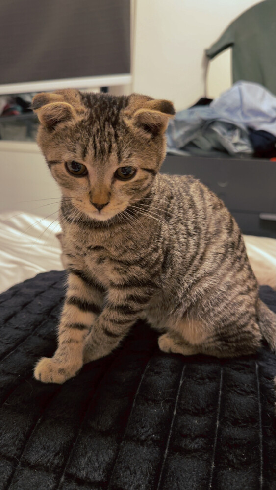 boy cat - 2