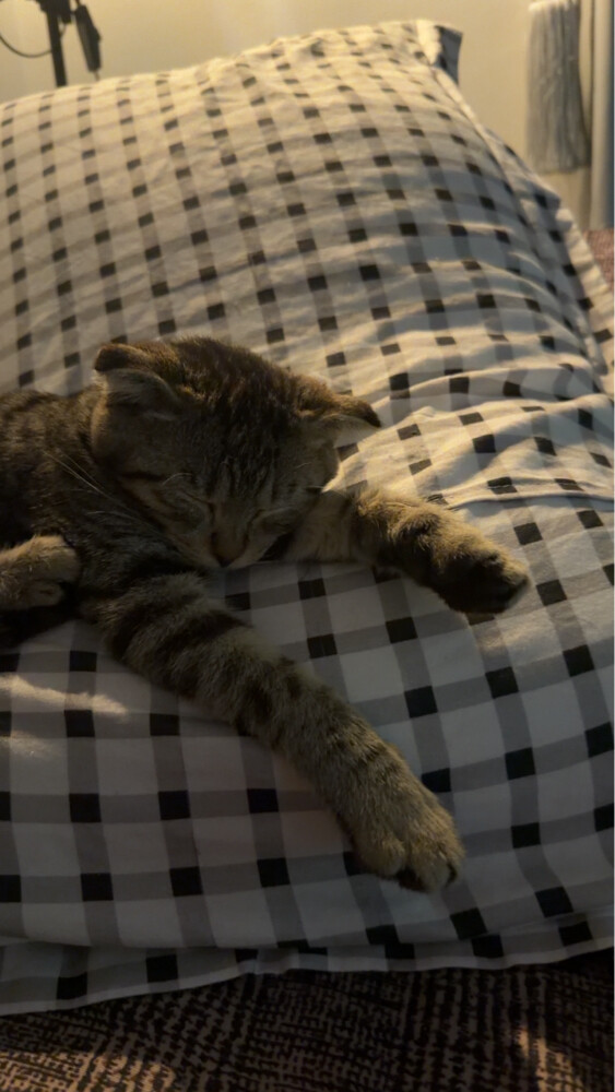 boy cat - 3