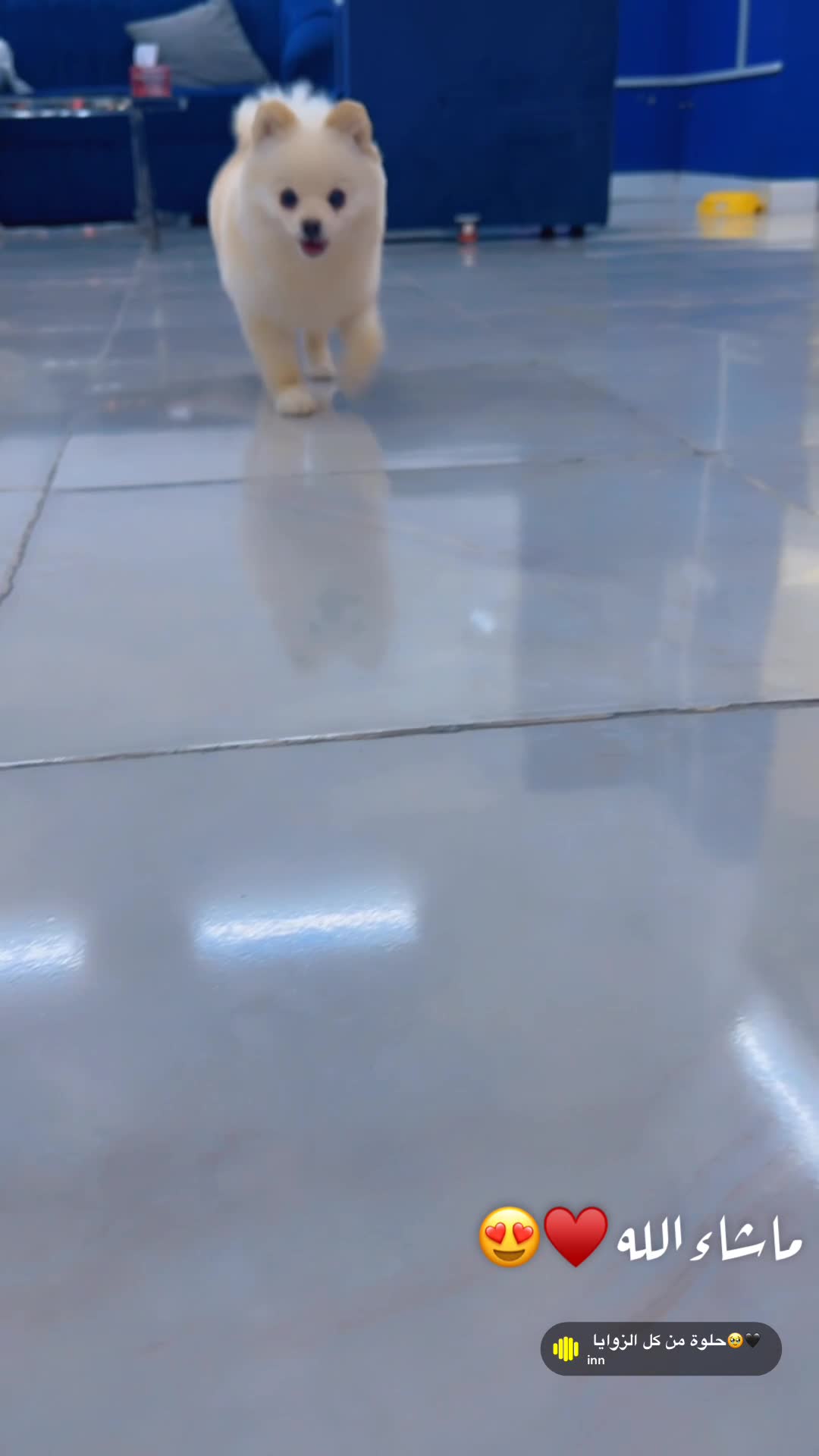 بومرينيان - 4