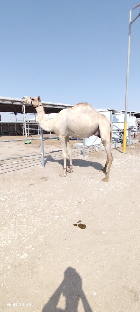 سودانيه عشراه فردين منها - 1