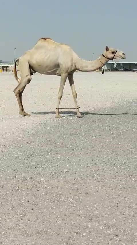 سودانيه عشراه فردين منها - 3
