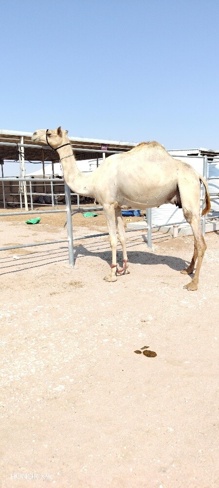 سودانيه عشراه فردين منها - 2