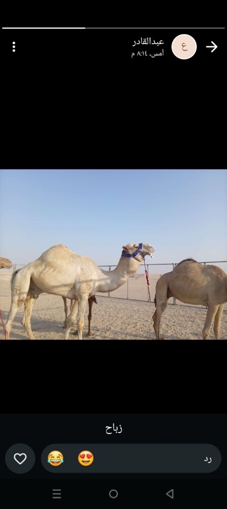 محمد سوداني متواجد في البعير زباح - 1