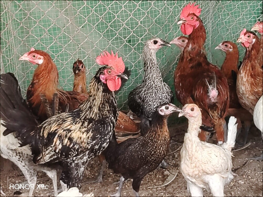 دجاج بلدي - 2