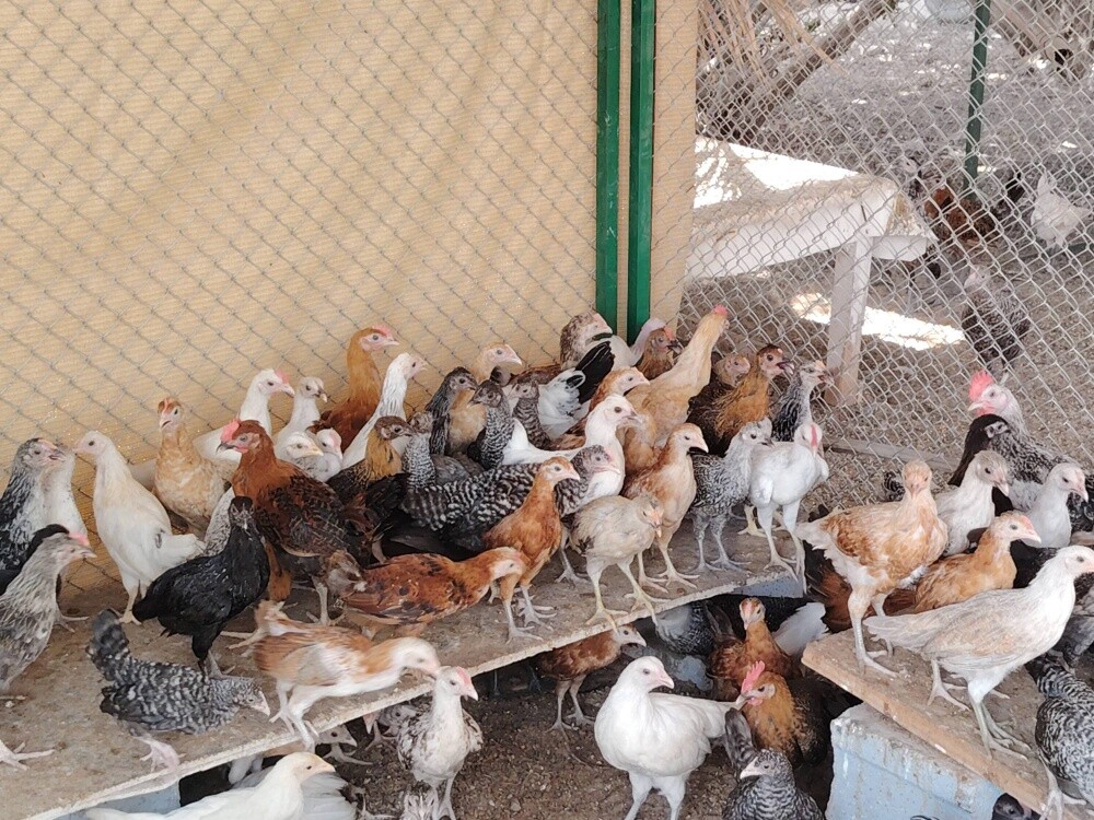 دجاج بلدي - 4