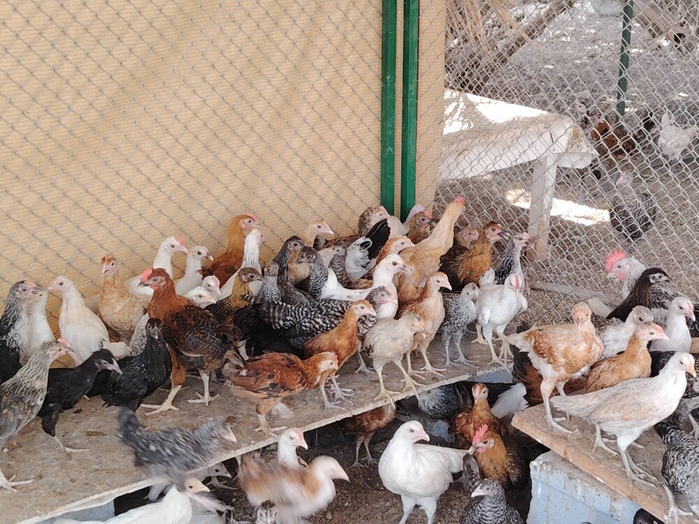 دجاج بلدي - 3