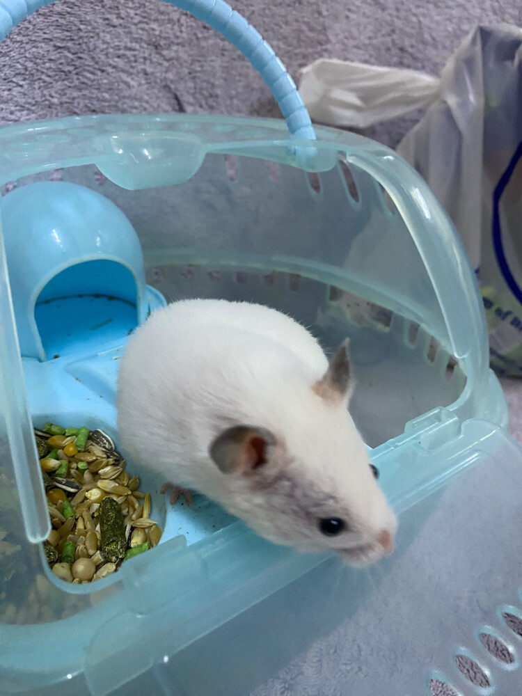 همستر صغير مع القفص  - 5