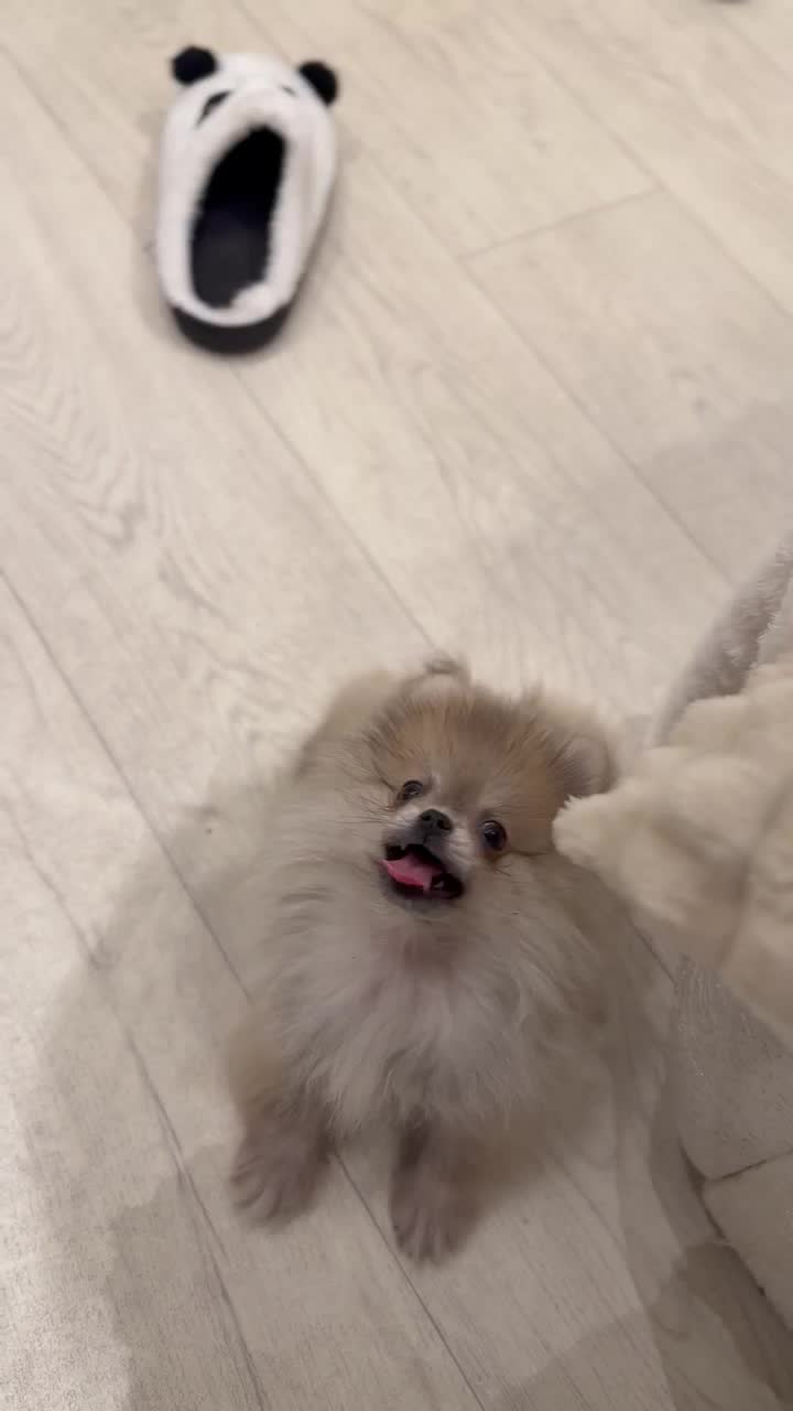 teacup Pomeranian  - 1