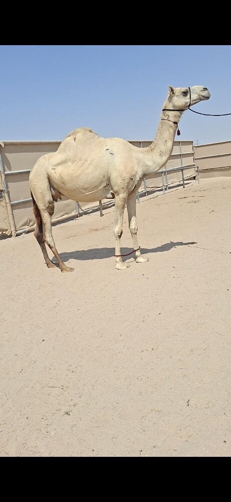 سودانيه اعشراء - 2