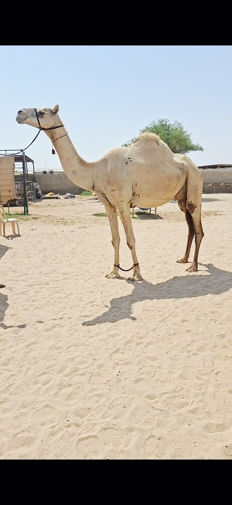 سودانيه اعشراء - 1