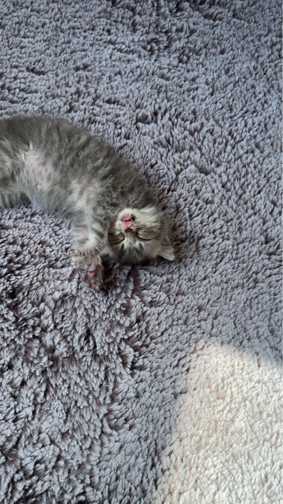 kitten for adoption - 2