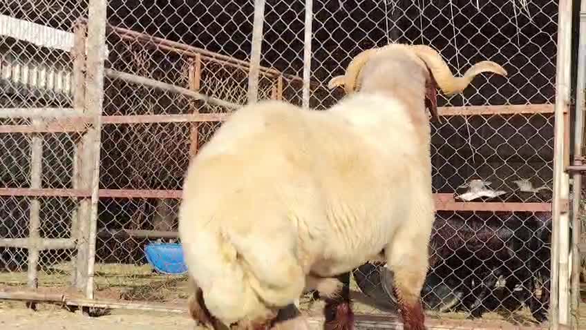 للبيع فحل سوري طيب - 1