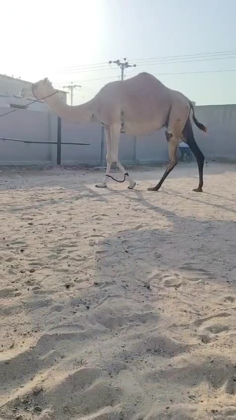 مدني شهر 10 - 1