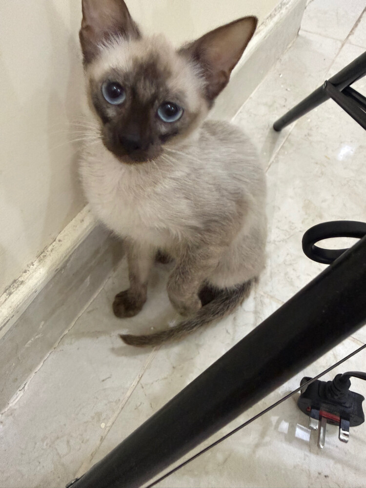 Siamese Cat - 3