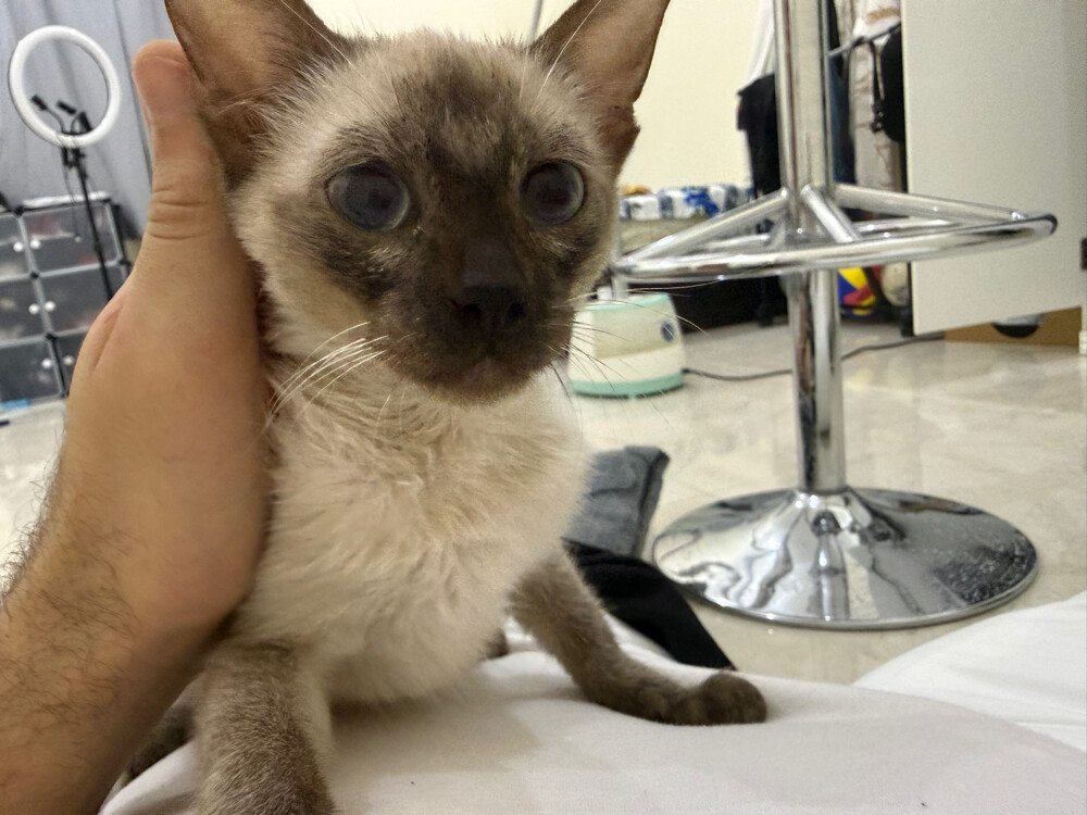 Siamese Cat - 5