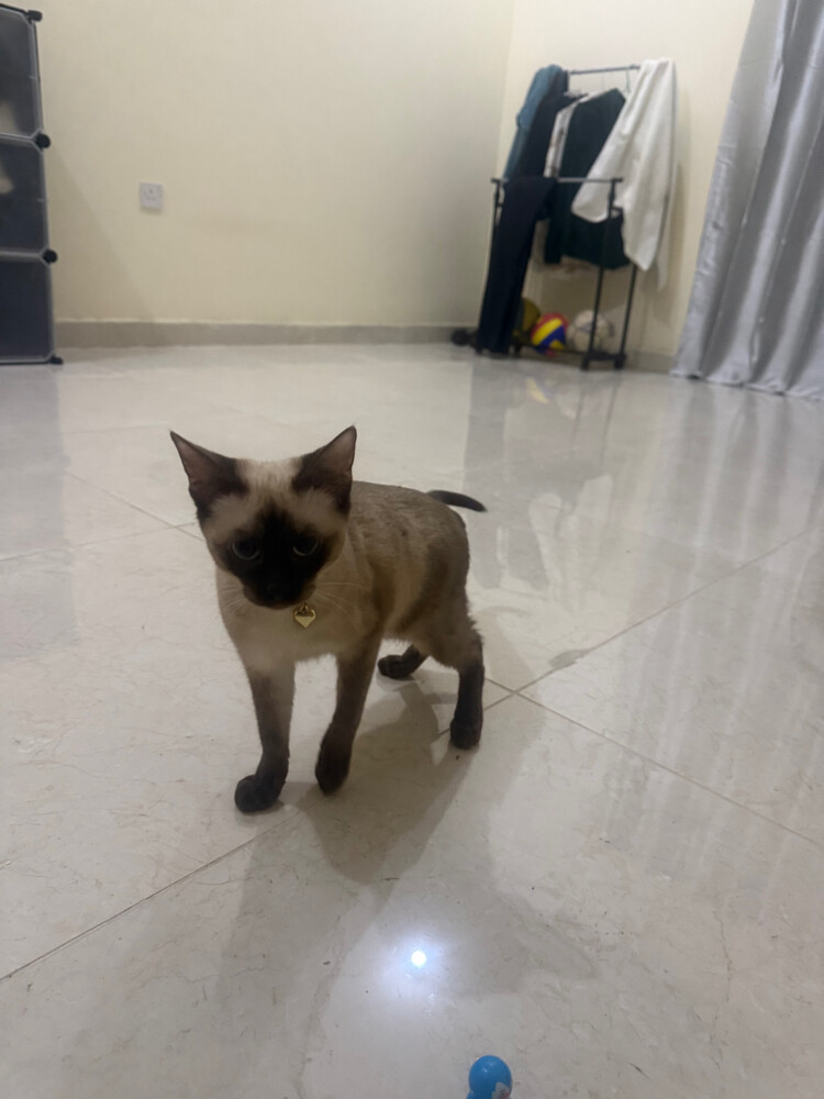 Siamese Cat - 1