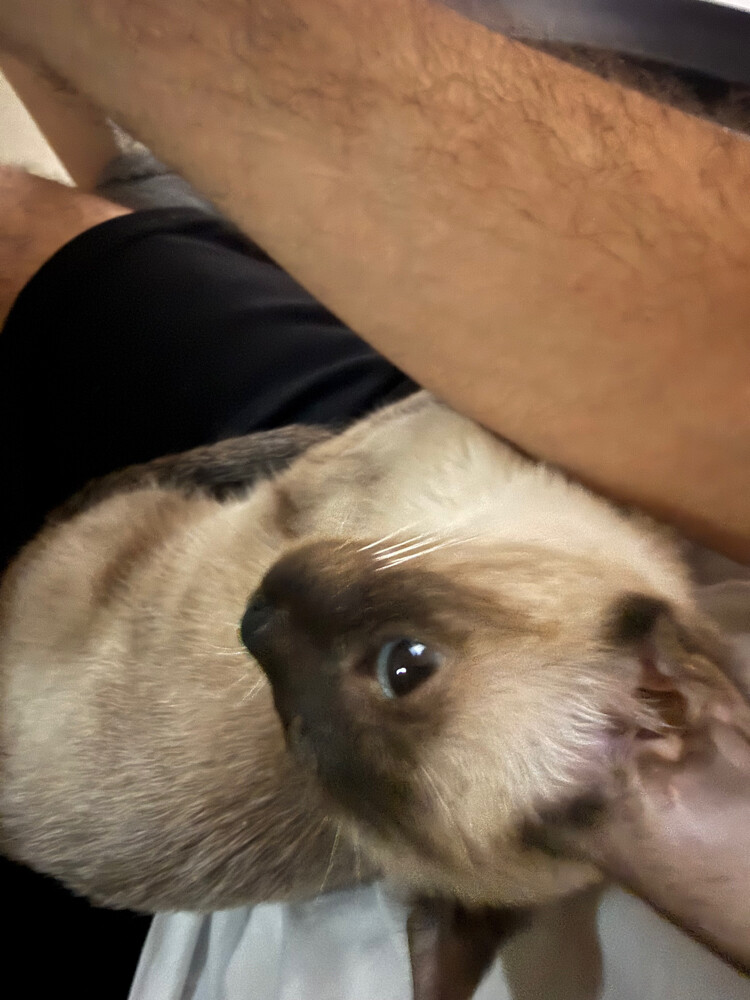 Siamese Cat - 4